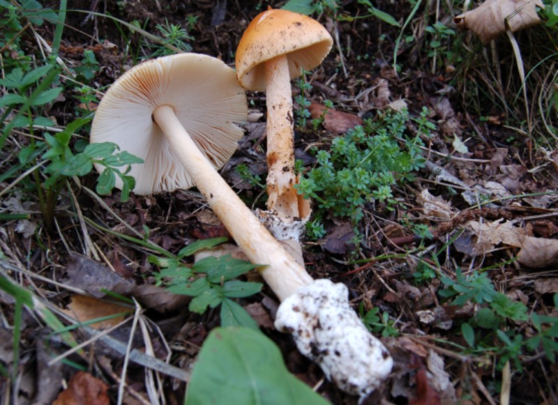 Amanita crocea